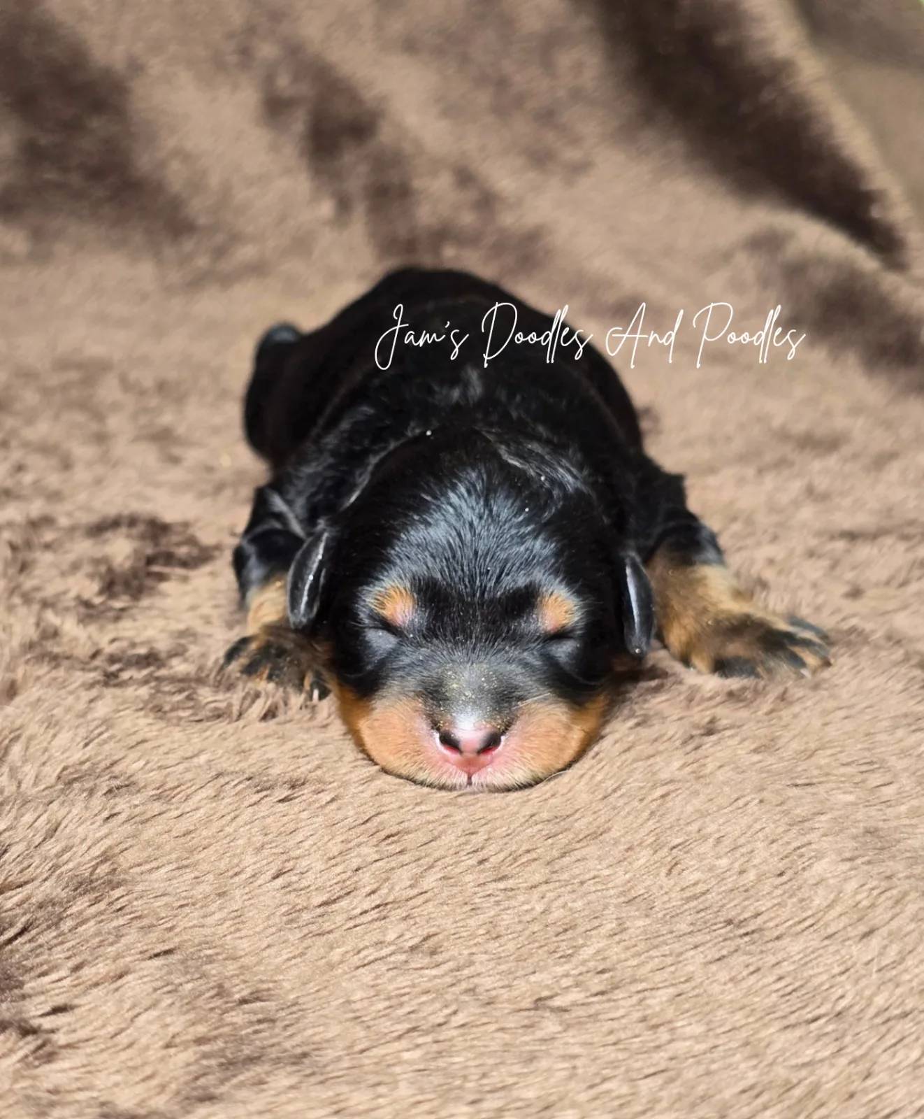 Indie, an available puppy at Jam's Doodles and Poodles