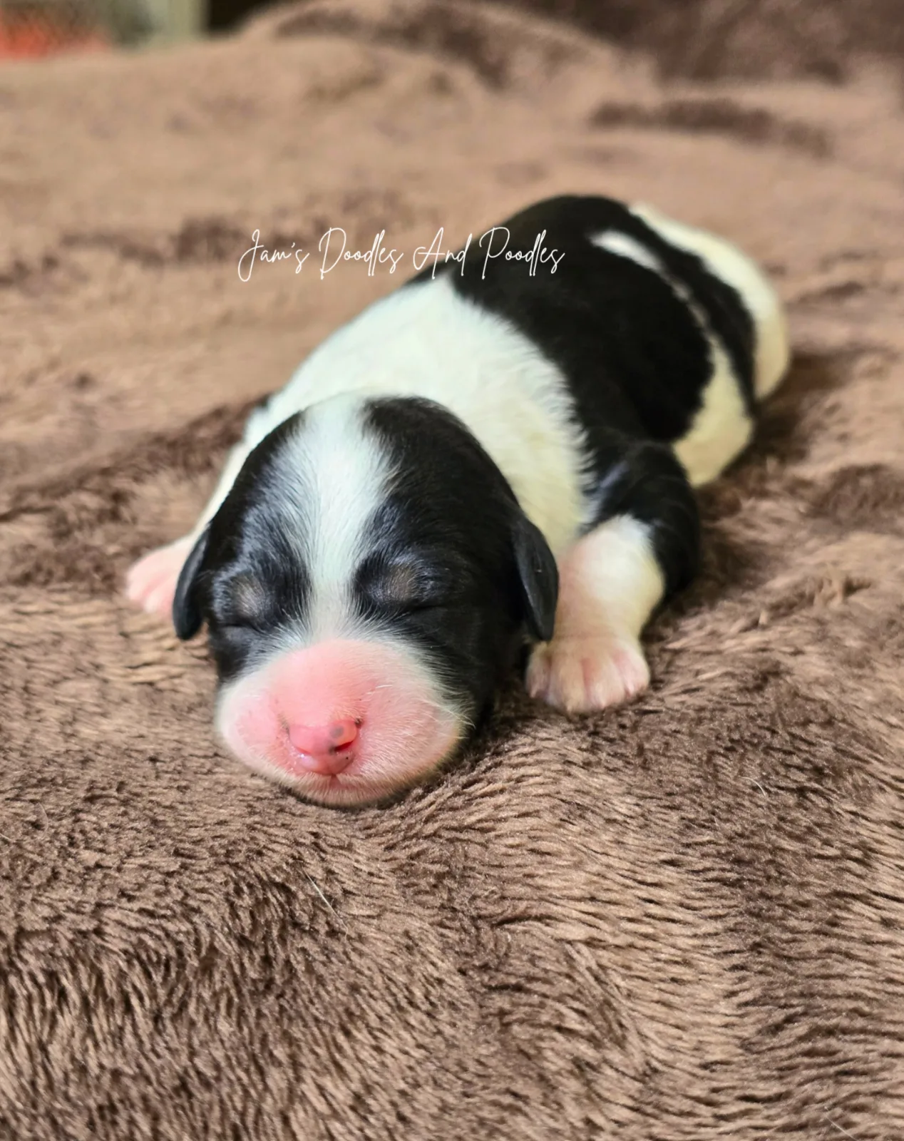 Aspen, an available puppy at Jam's Doodles and Poodles