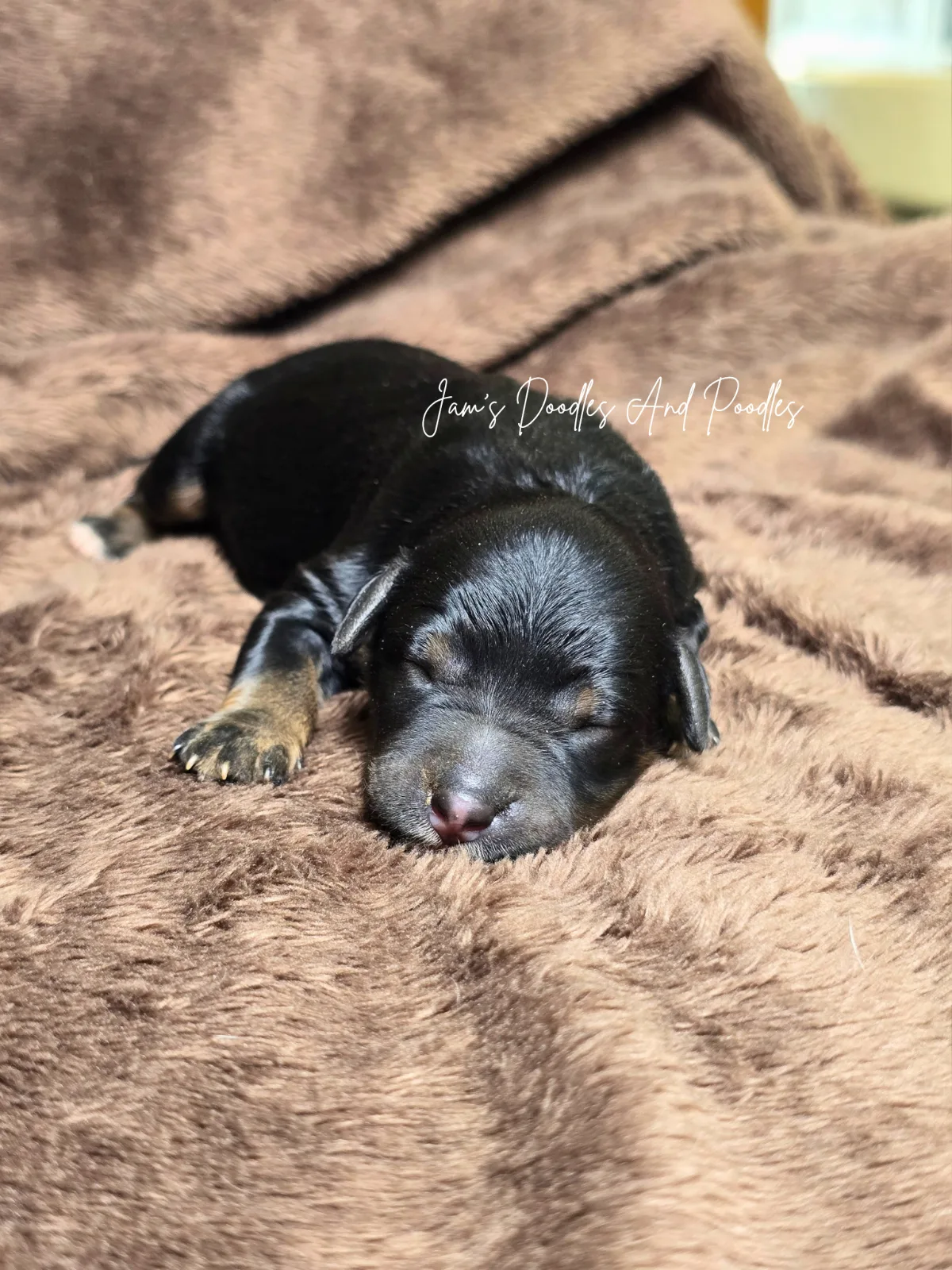 Knox, an available puppy at Jam's Doodles and Poodles