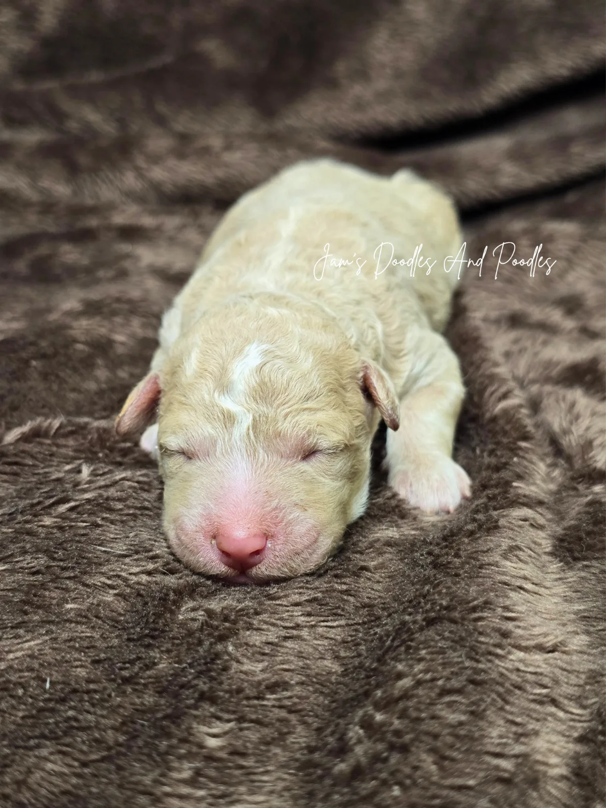 Cove, an available puppy at Jam's Doodles and Poodles