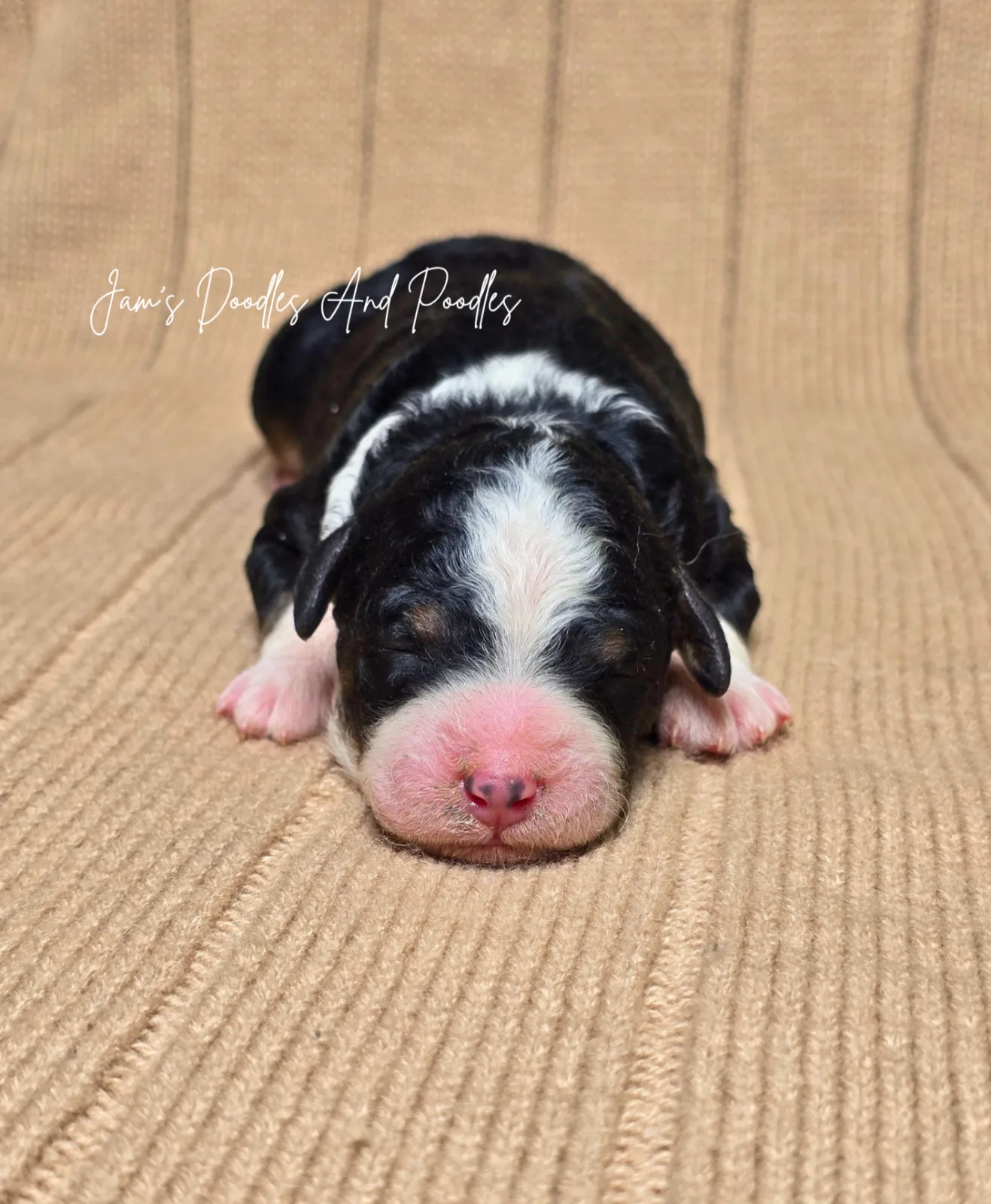Wilder, an available puppy at Jam's Doodles and Poodles
