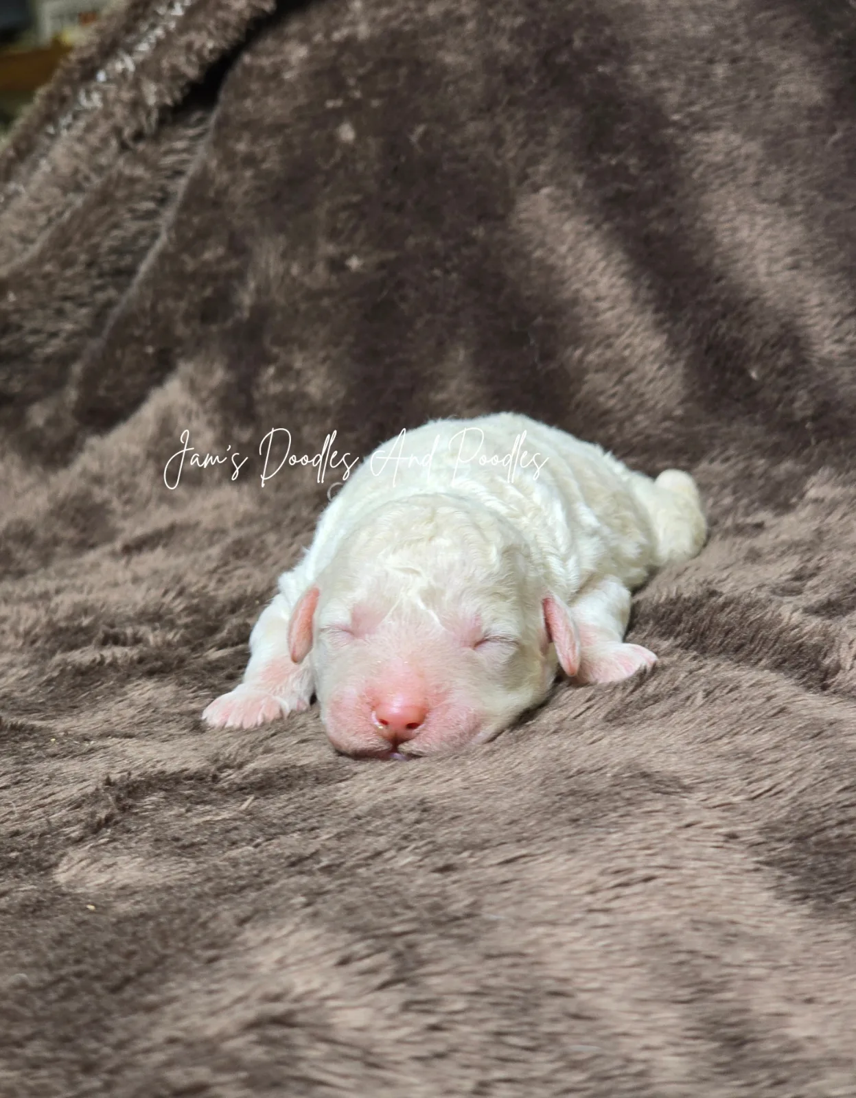 Atlas, an available puppy at Jam's Doodles and Poodles