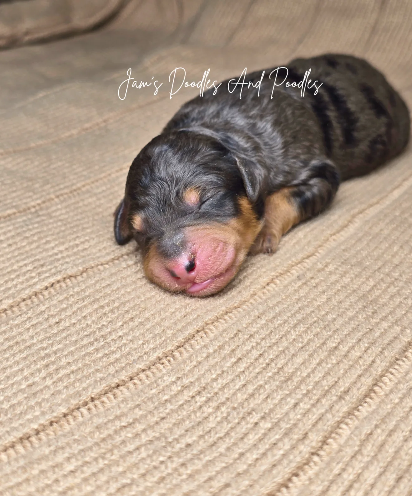 Banks, an available puppy at Jam's Doodles and Poodles