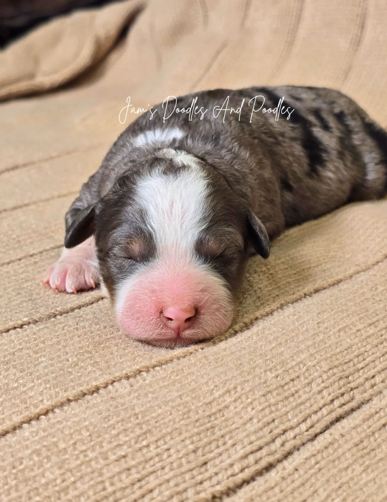 River, an available puppy at Jam's Doodles and Poodles