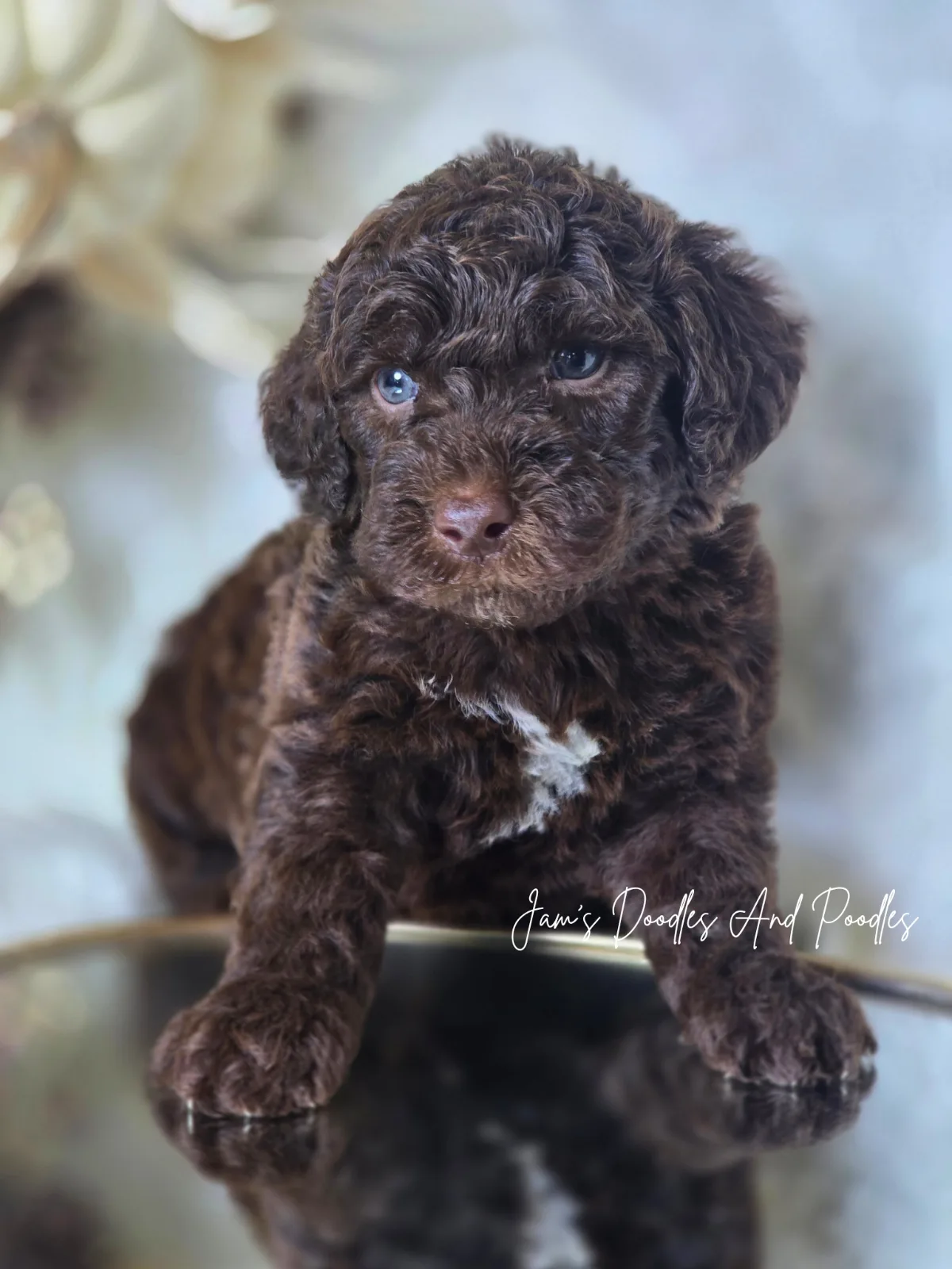 Rookie, an available puppy at Jam's Doodles and Poodles