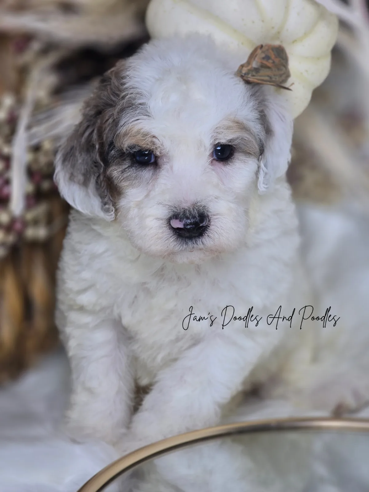 Champ, an available puppy at Jam's Doodles and Poodles
